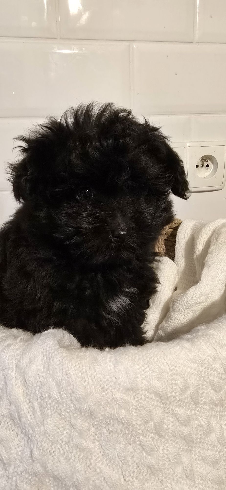Pomapoo śliczna kuleczka
