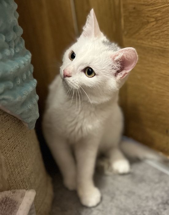 Małe kotki do adocji