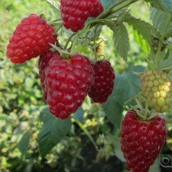 Продам малину Енросадіру