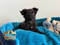 Chihuahua gotowy do odboru