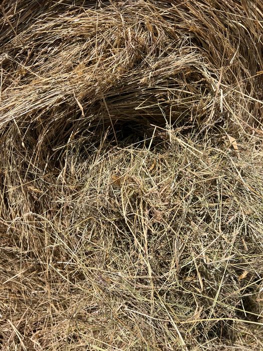 Siano 2025 w belach 120