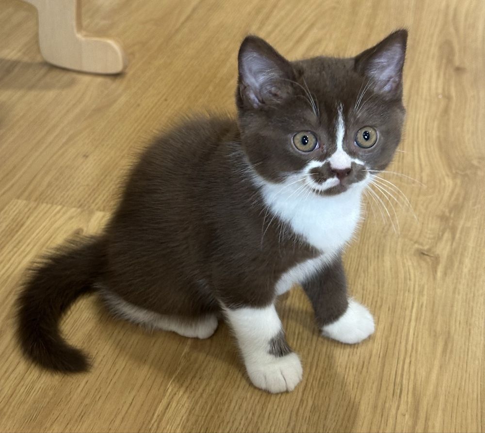 Macho British Shorthair com LOP