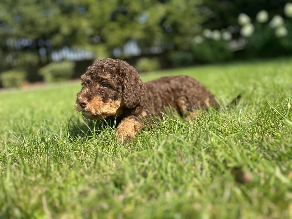 Lagotto z rodowodem FCI – wyjątkowi towarzysze na całe życie