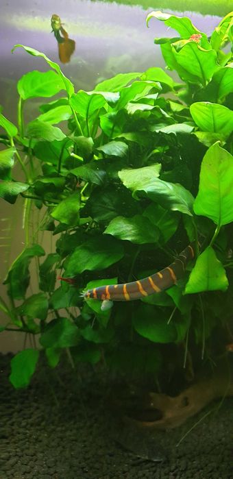 Aquael Optibent 30 optiwhite + szafka + filtry +życie