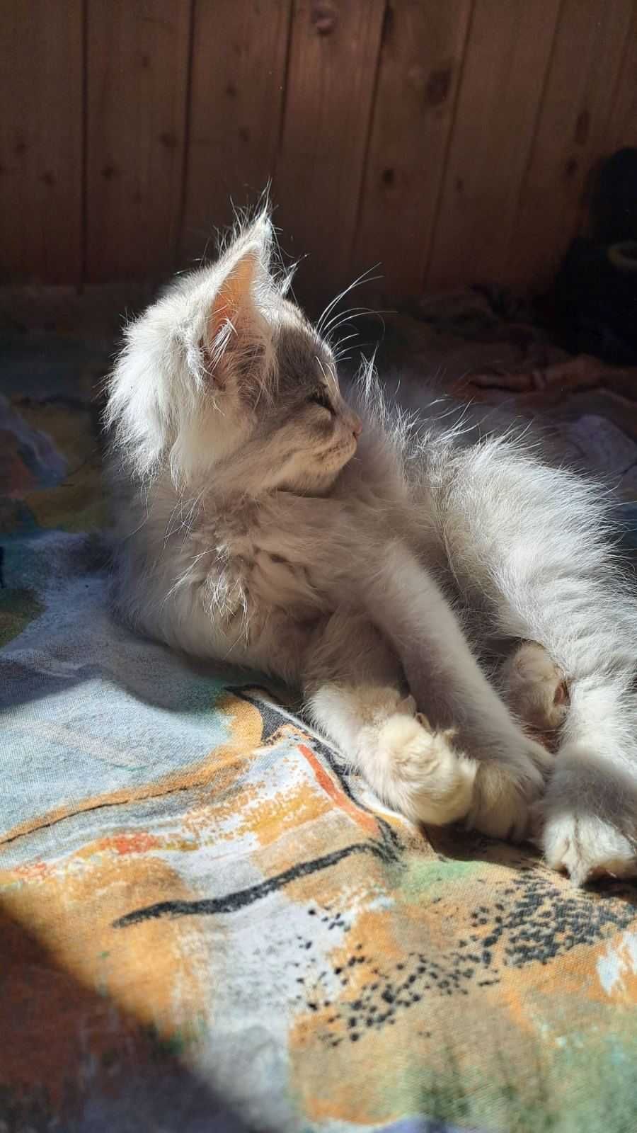 Продамо Кошенят!