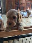Cockapoo nasze Słodkości
