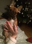 Suczka buldog francuski toska