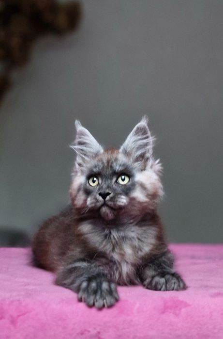 Maine coon, piękny czarny dymny kocurek