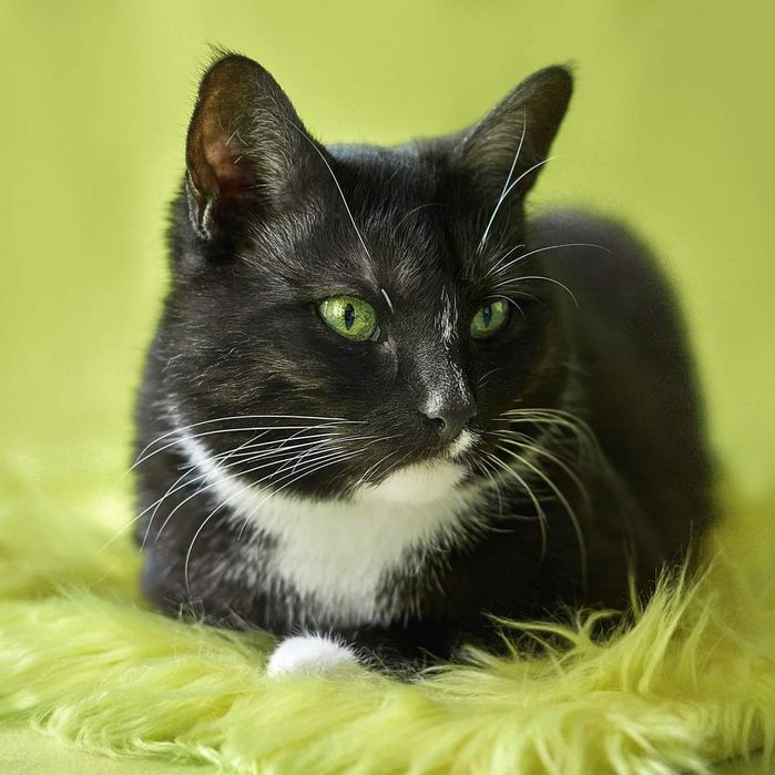 Behawiorysta/Petsitter/Opieka nad kotem w jego domu