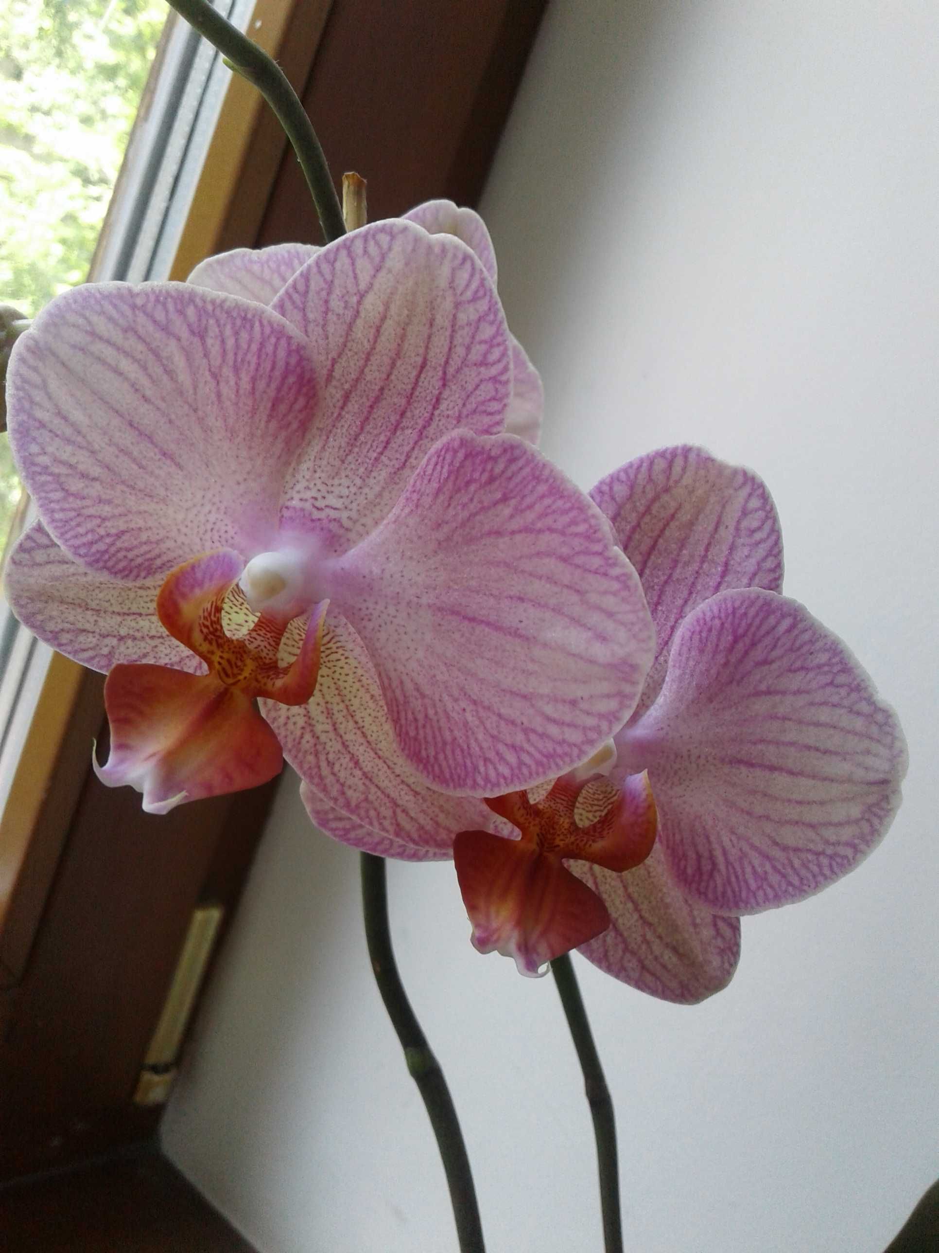 ЦВЕТУЩАЯ сортовая орхидея фаленопсис равелло Salmion восковик