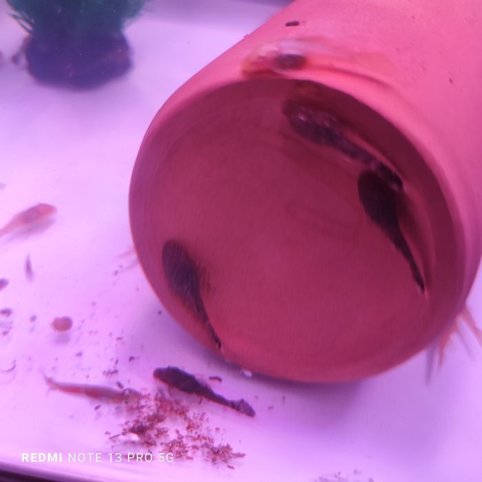 Rybki gupiki   i glonojady z własnej hodowli