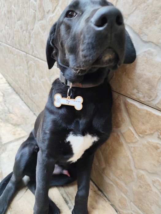 Peça personalizada tyvans moldura gato cão animal