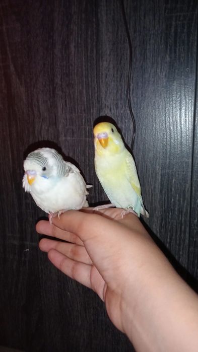 Periquitos domésticados/criados a mão