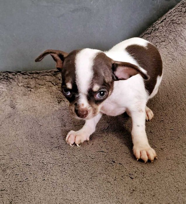 Chihuahua Fêmea Cor Chocolate