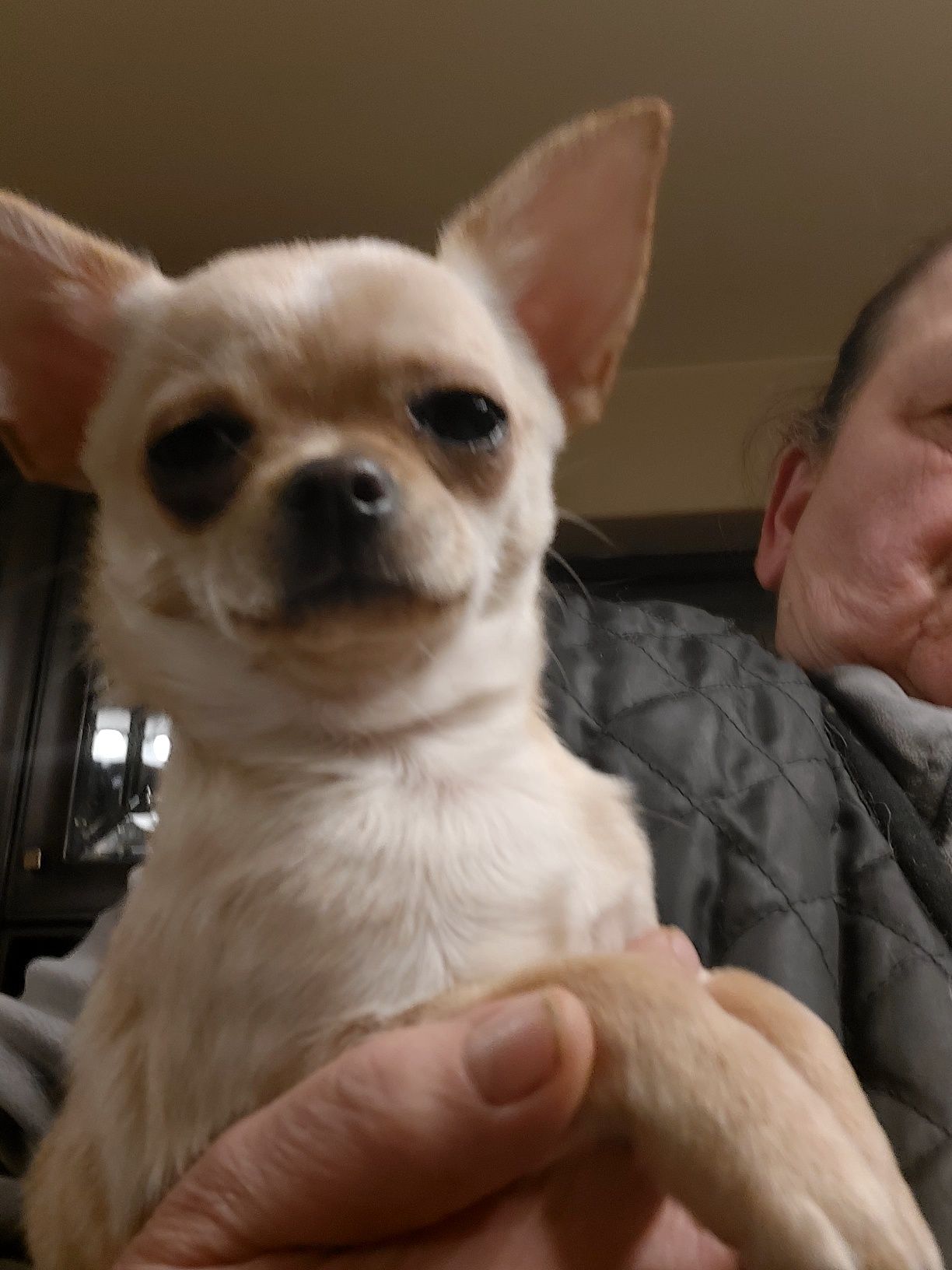 Chihuahua krótkowłosa