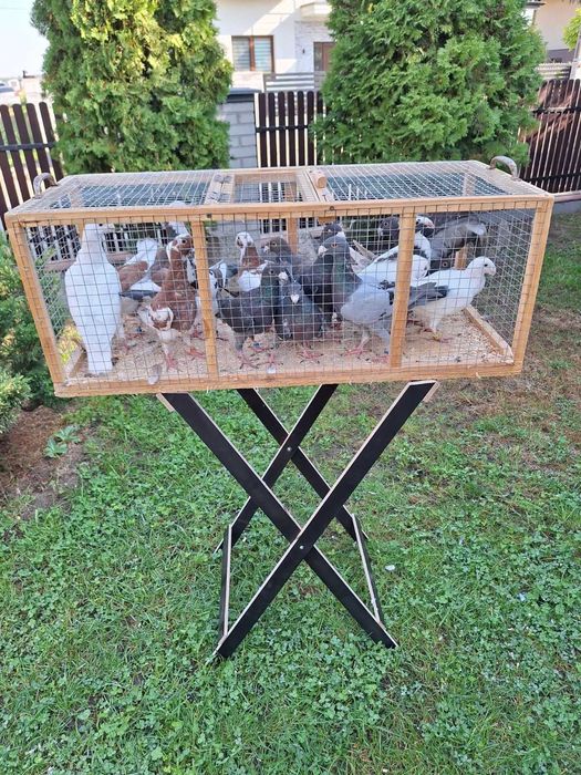 Sprzedam gołębie Garbonosy  różne kolory Zapraszam