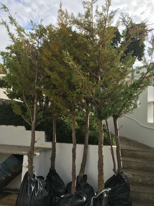 Cipreste da Califórnia (Cedro)