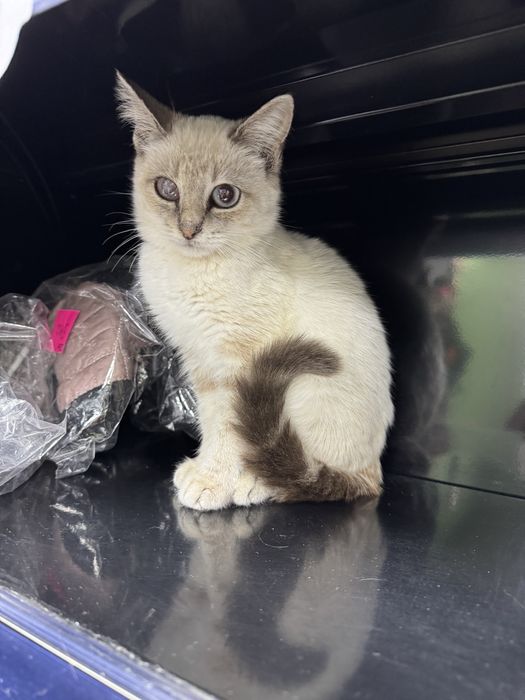 Кішечка  в пошуках сімї