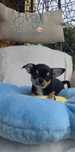 Piekny chłopczyk chihuahua krótkowłosy