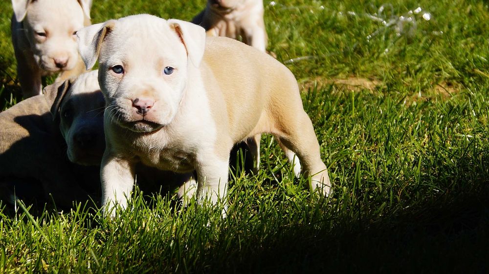 Lexus, szczeniak Amstaff, białogłowy samiec z rodowodem, cudo