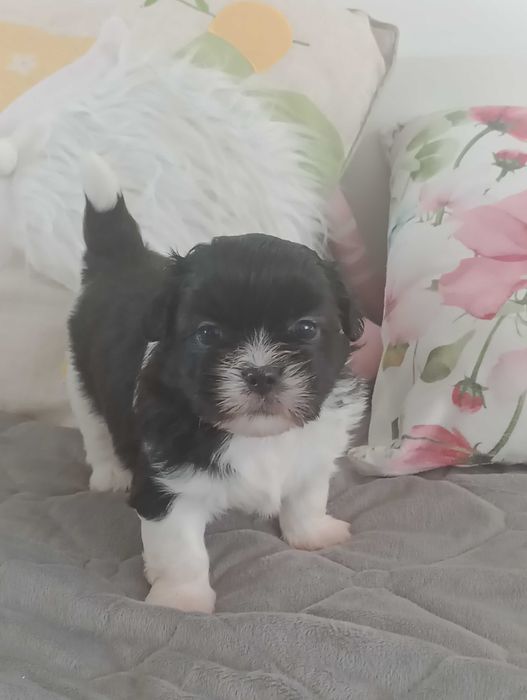 Suczka rasy Shih Tzu