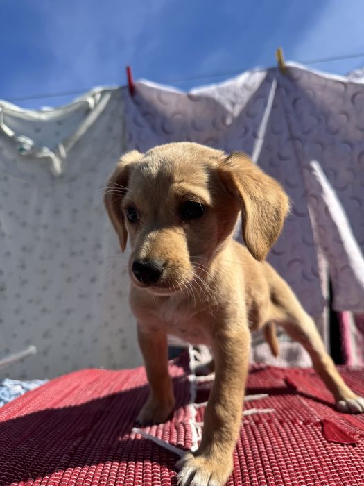Cachorrinhas para dar