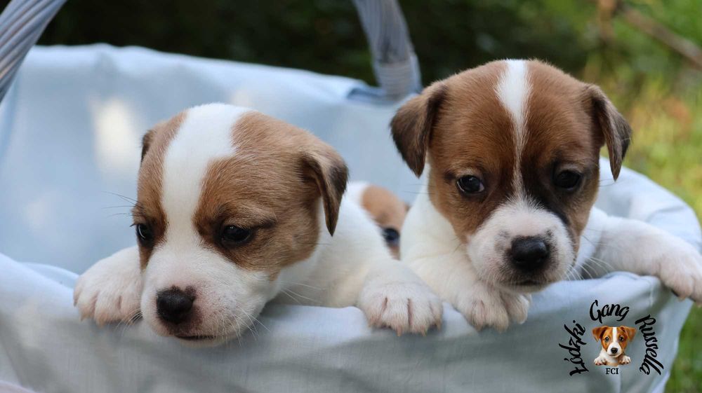 ZAPOWIEDŹ Jack Russell Terrier ZKwP FCI- PIESEK /badania genetyczne