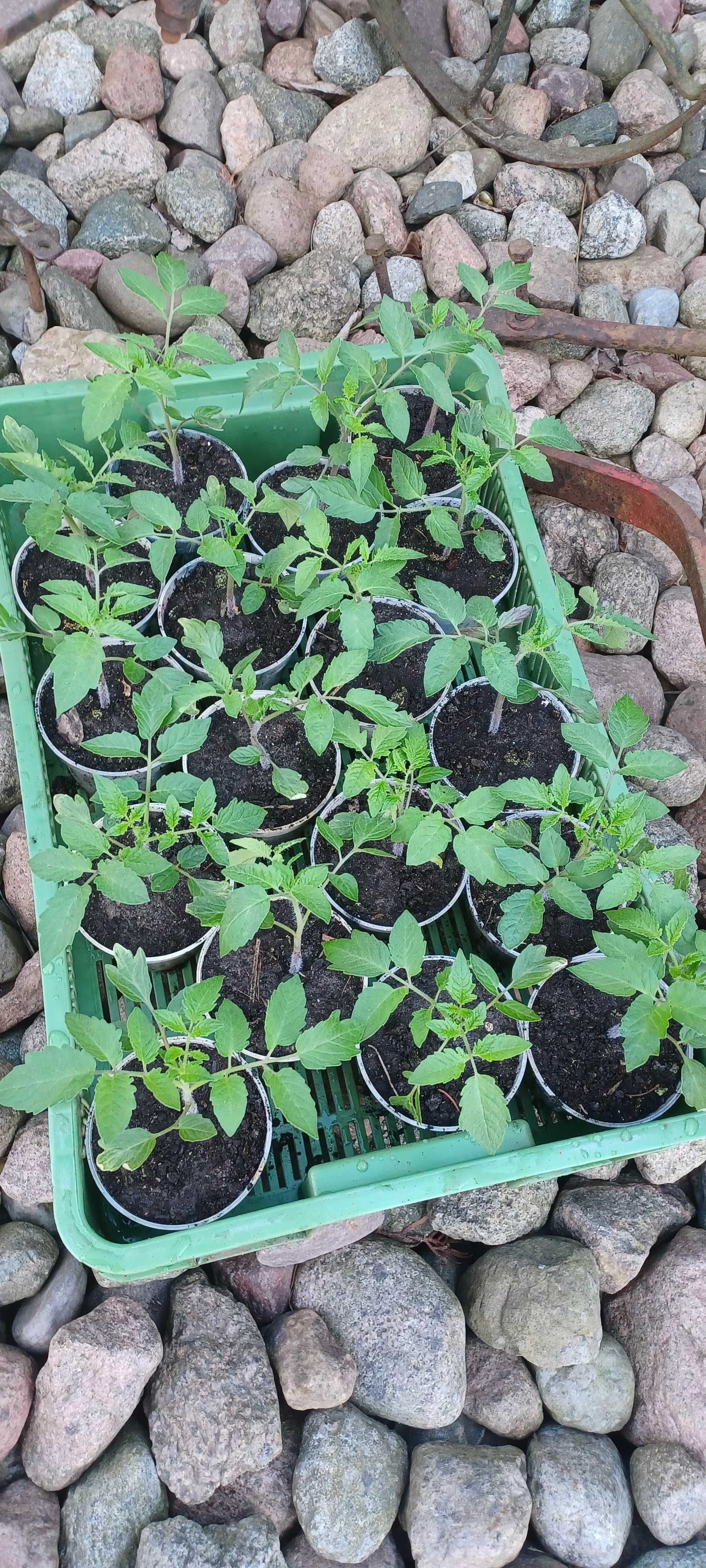 rozsada sadzonki kapusty pomidora gruntowego polowego pod osłony bakła