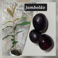 Jambolão (planta)