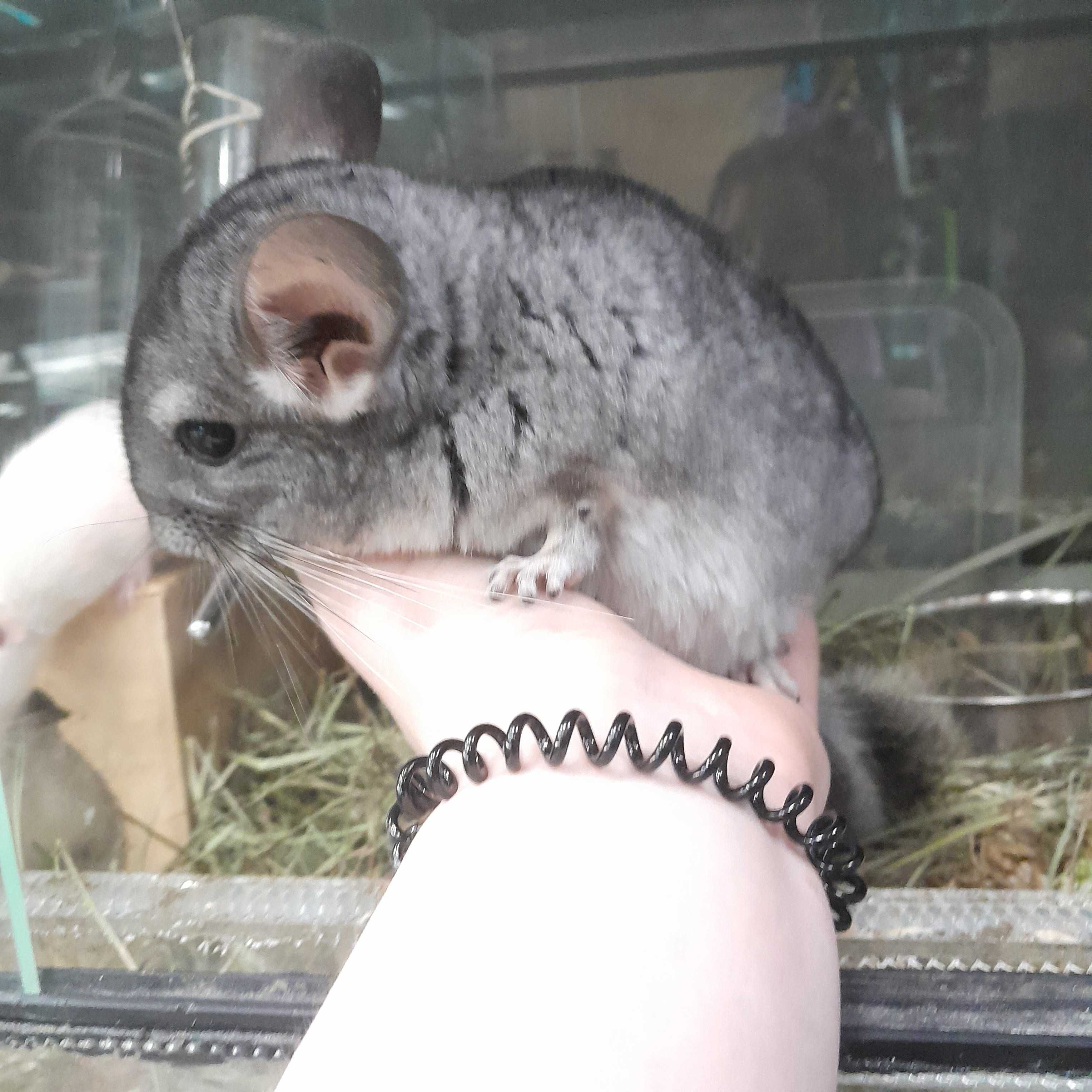 Szynszyla (Chinchilla)