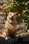 W typie corgi sunia