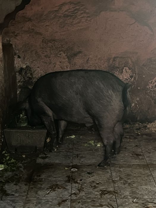 Porco bisaro criados ao natural