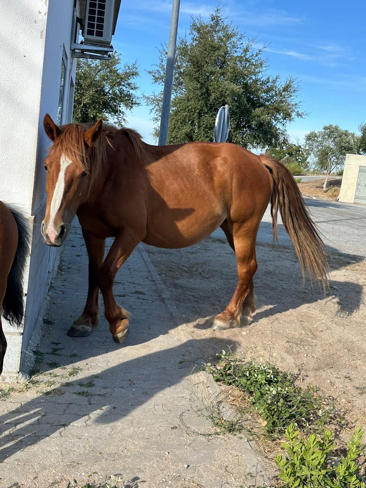 Égua Percheron Com Poldro Filho De Frisian