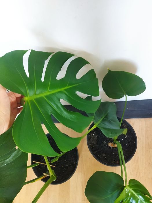 Монстера Делікатесна ліана Monstera deliciosa