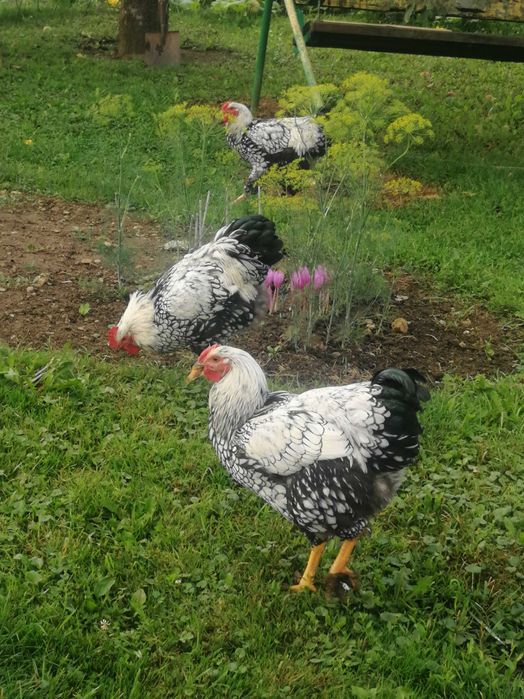 Kogut typu Wyandotte