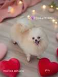 Pomeranian Szpic miniaturowy suczka 2lata 2,3kg Paszport Rodowód FCI