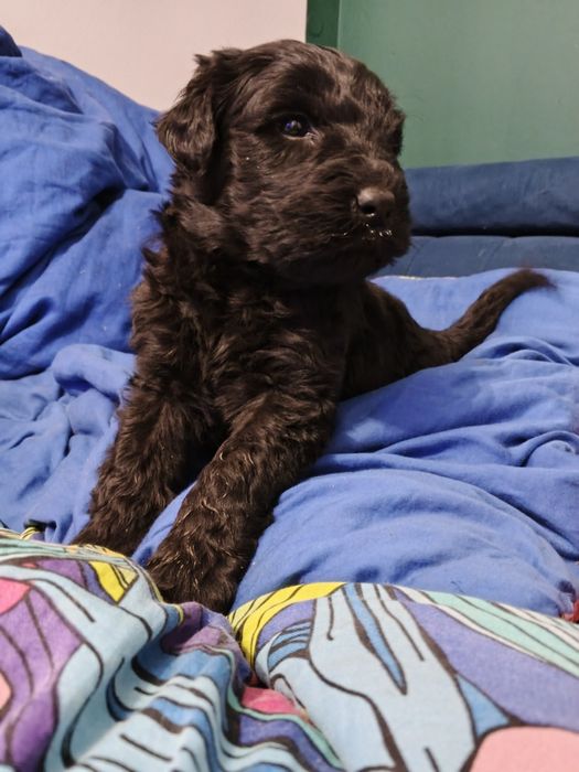 Czarny terier rosyjski, zarezerwowane.