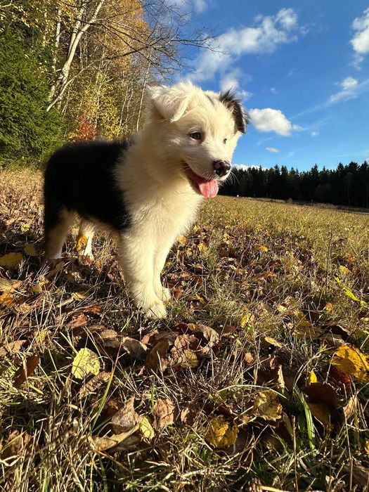 Owczarek australijski typ amerykański suczka