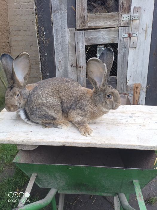 Króliki belgijski olbrzym