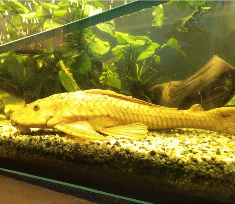 Ok 40 cm! glonojad zbrojnik albinos złoty ew zamiana akwarium, filtry