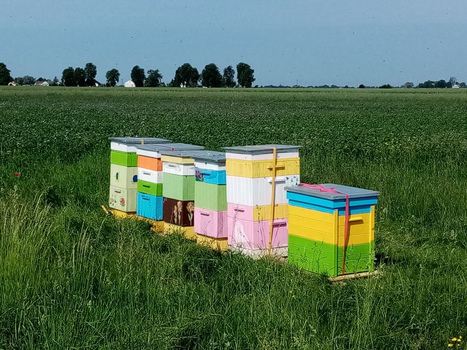 Miód pasieka Leśniewskich