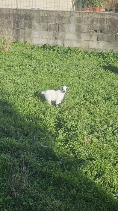 Cabrito anão  Macho