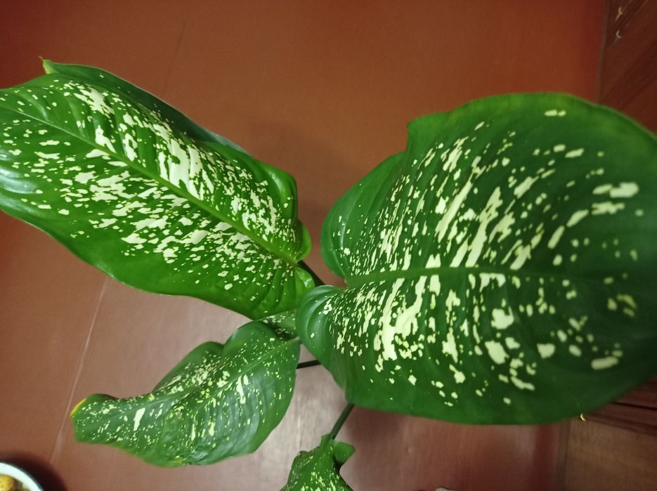 Дифенбахия пятнистая