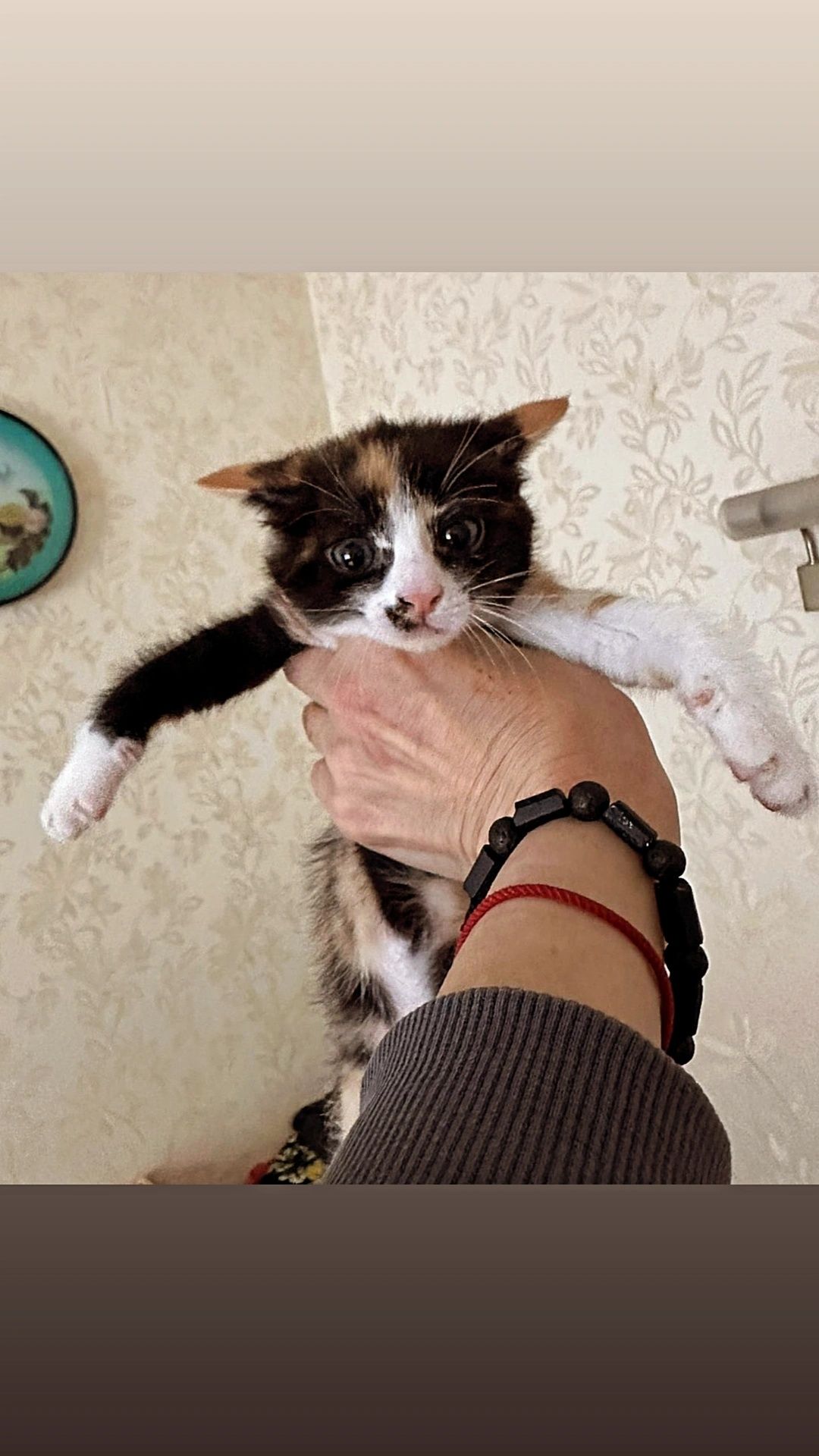 Отдам котенка трехцветку, 2 месяца, девочка