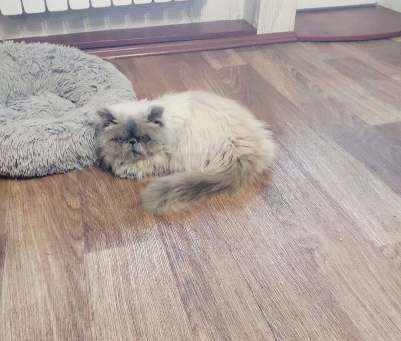 Перс экстремал ищет дом