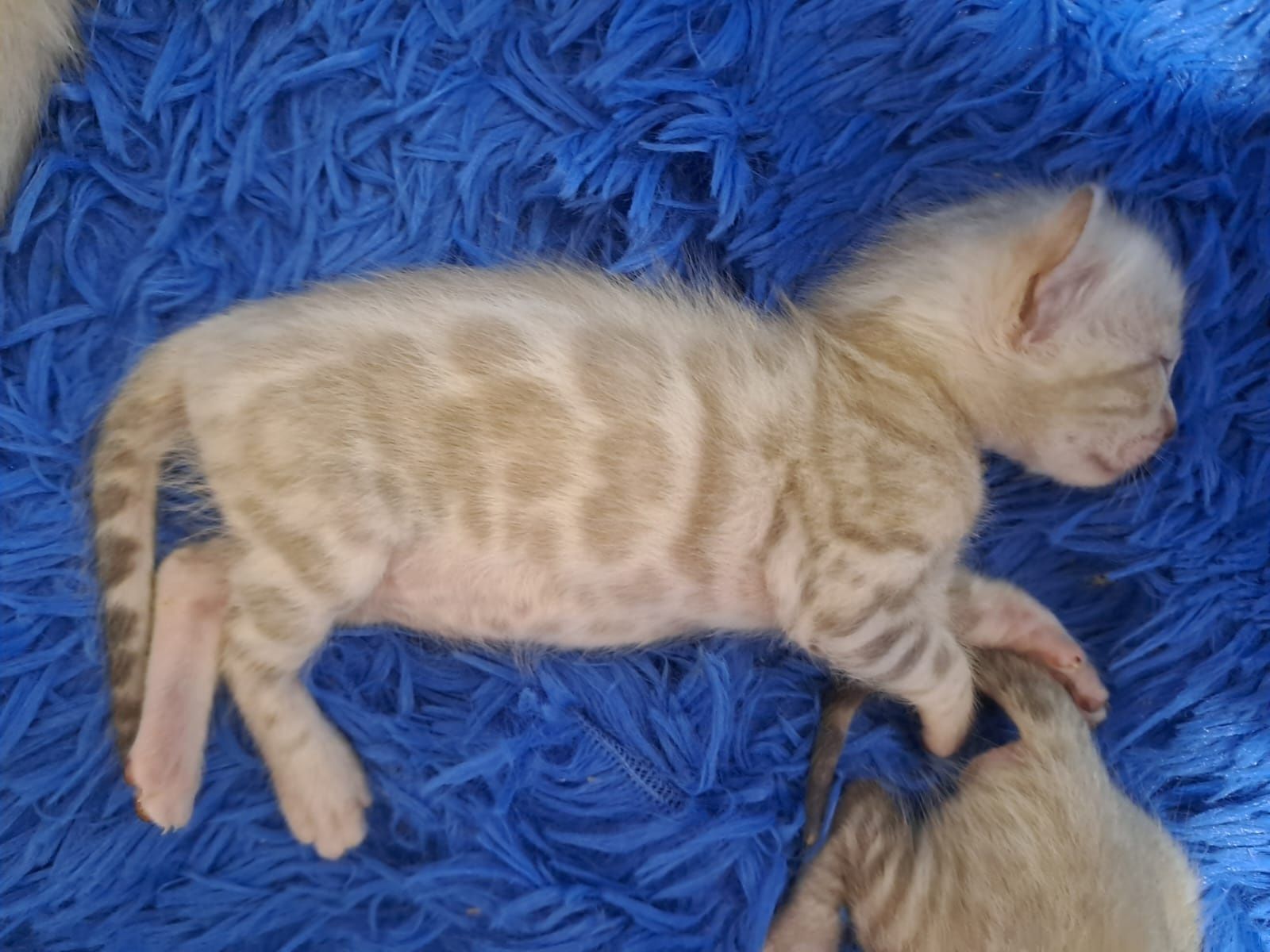 Снежный бенгальский кот котёнок