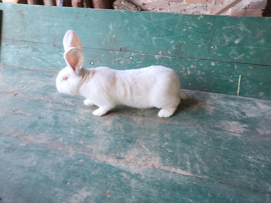 Krolik belgijski.  młode rasowe