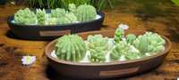 Wyjątkowa świeca sojowa Kaktusy