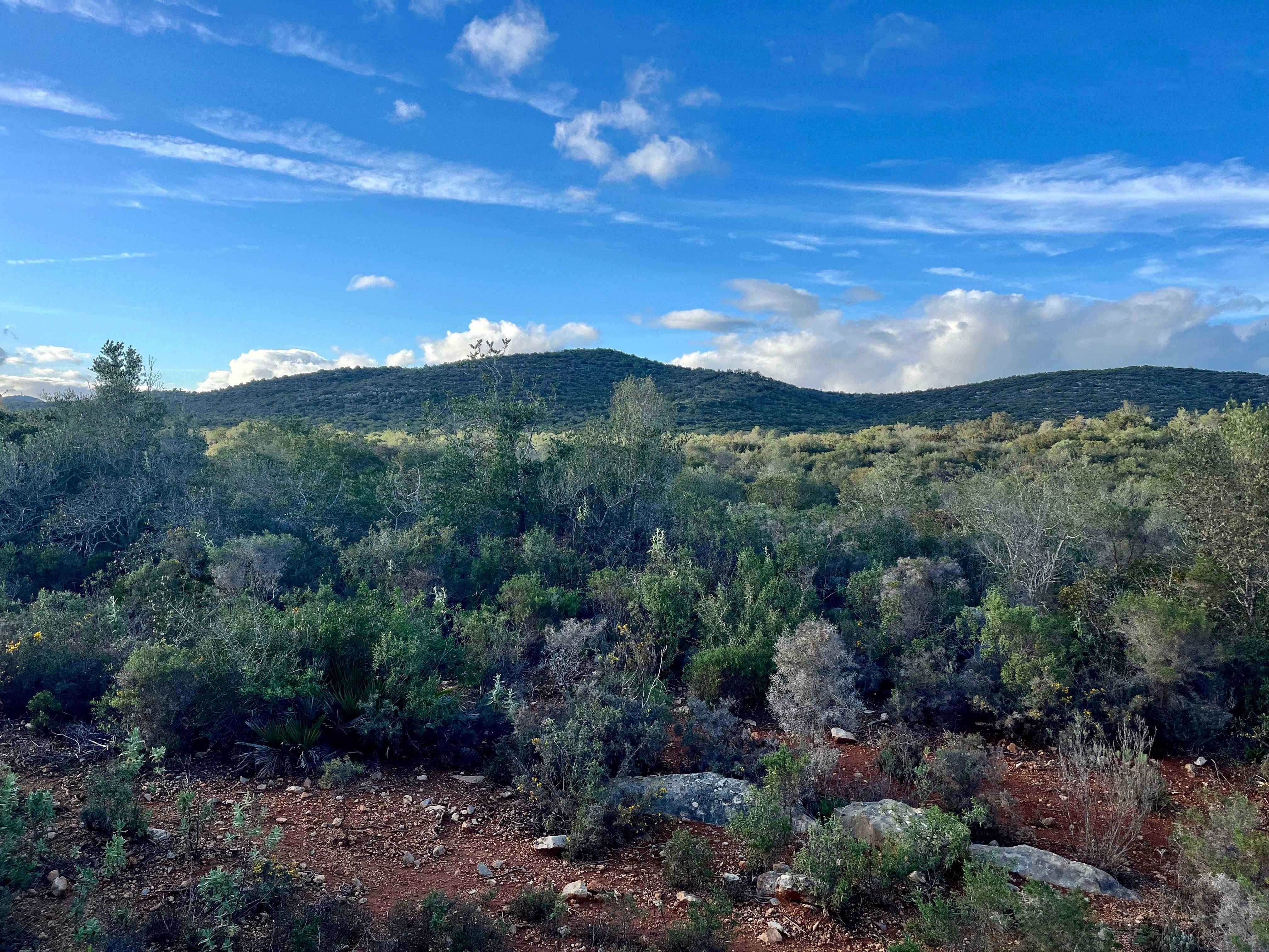 Terreno Rustico Algarve 19500m2