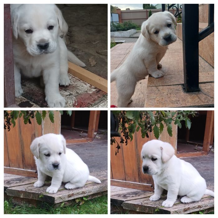 Цуценята породи лабрадор